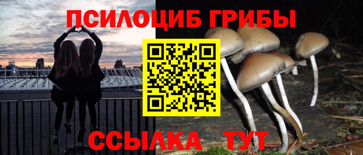 Псилоцибиновые грибы Psilocybe Минусинск